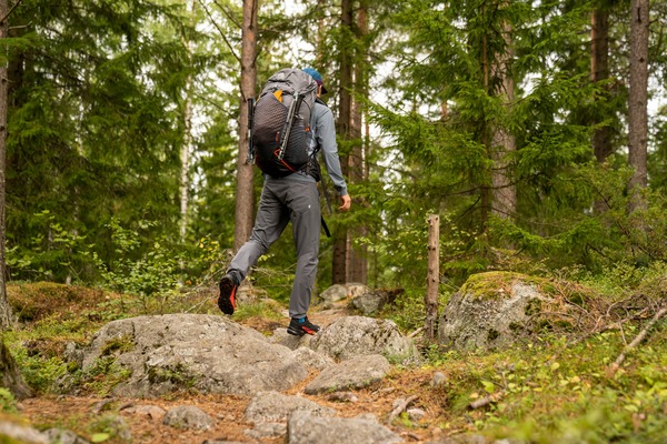 Forest Tracking & Exploration