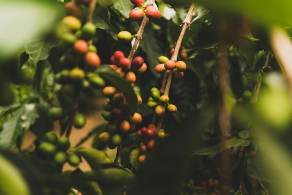 Coffee Garden