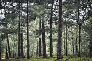 Lunch at Heart of Forest
