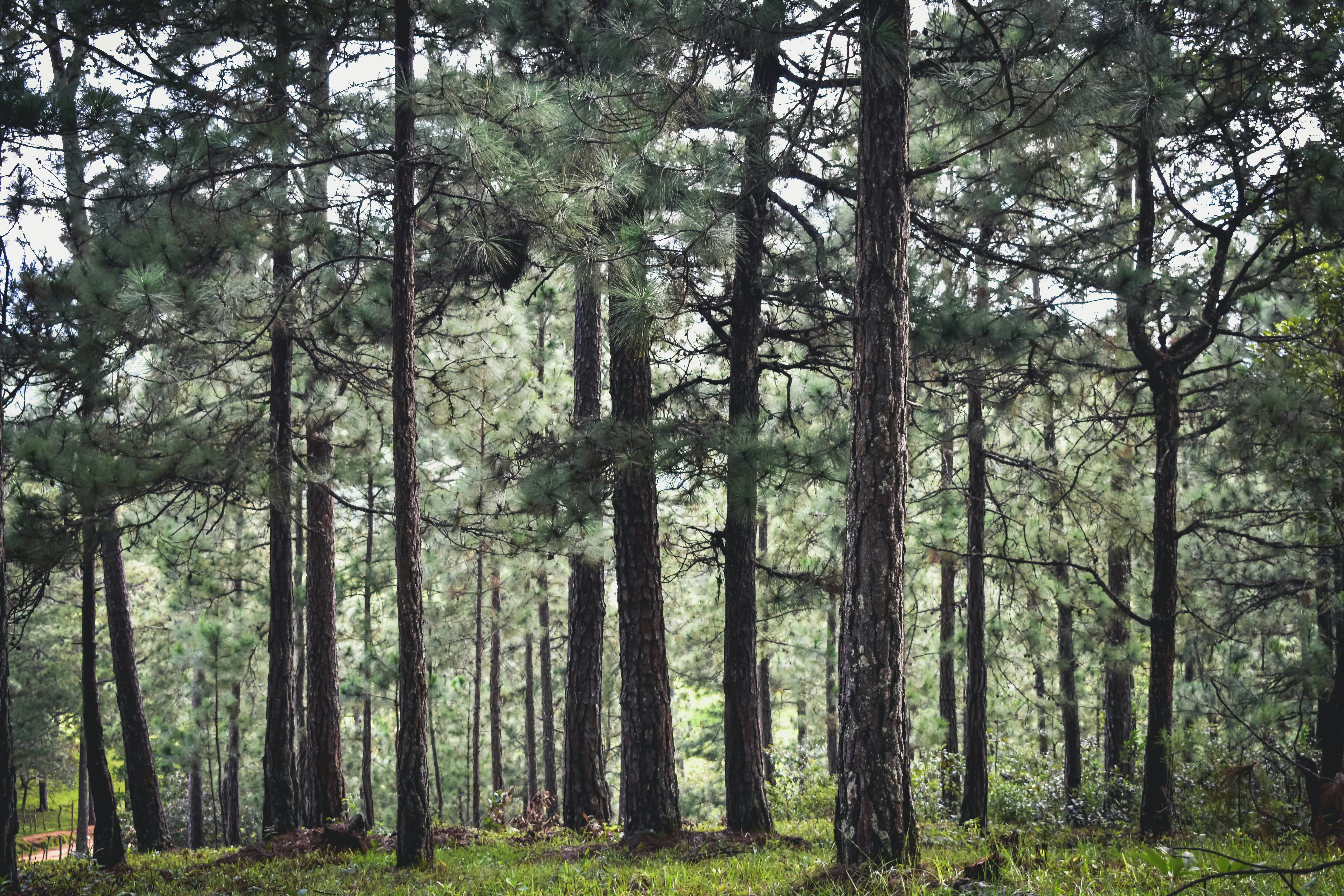 Pine Forest Adventure (Silver) - 2D1N